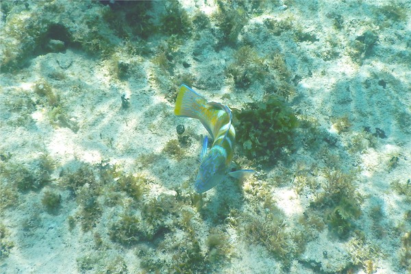 Wrasse - Puddingwife