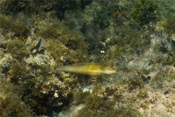 Wrasse - Clown Wrasse