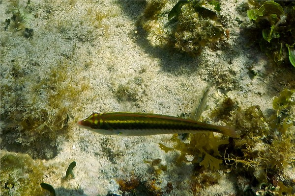 Wrasse - Clown Wrasse