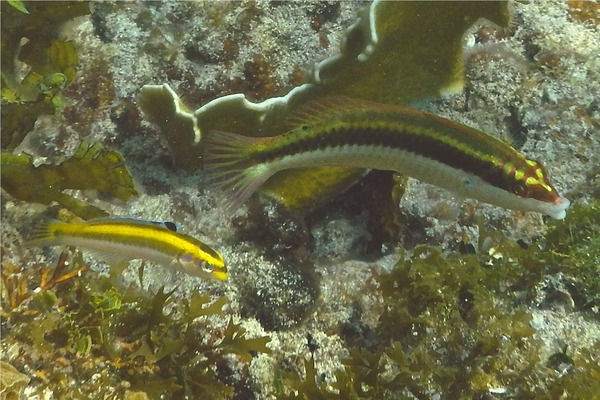 Wrasse - Clown Wrasse