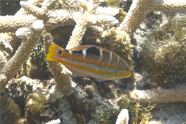 Wrasse - Puddingwife