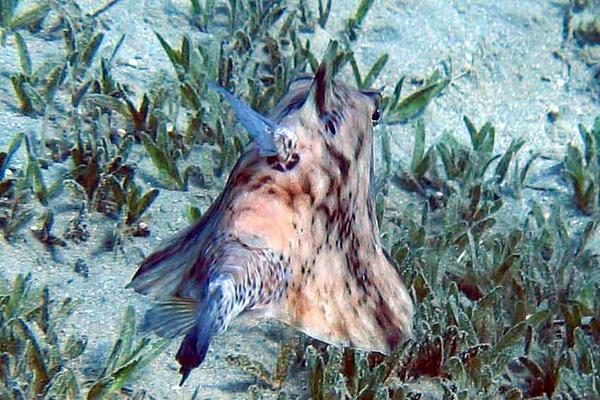 Trunkfish - Thornback Trunkfish