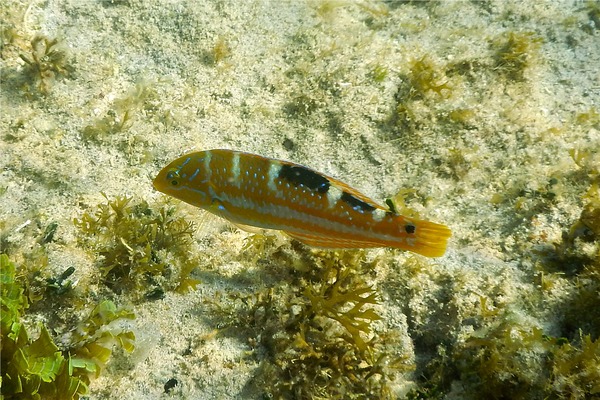 Wrasse - Puddingwife