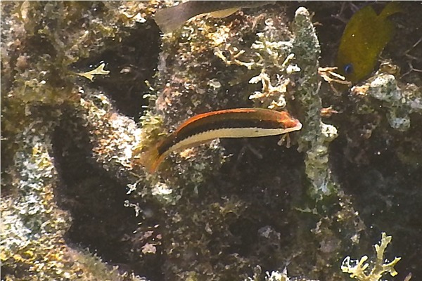 Wrasse - Clown Wrasse