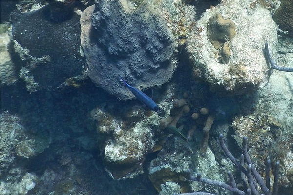 Wrasse - Creole Wrasse