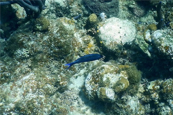 Wrasse - Creole Wrasse