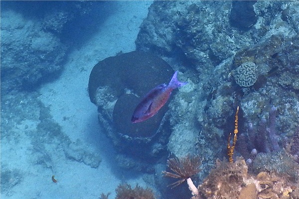 Wrasse - Creole Wrasse