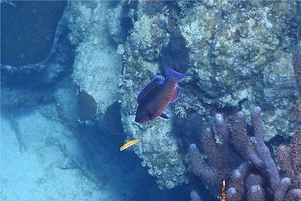 Wrasse - Creole Wrasse