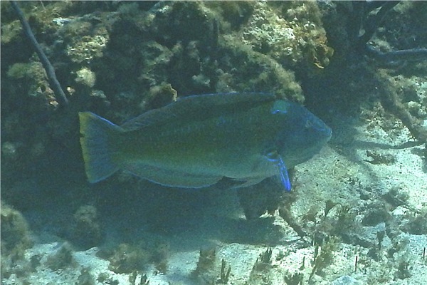 Wrasse - Puddingwife