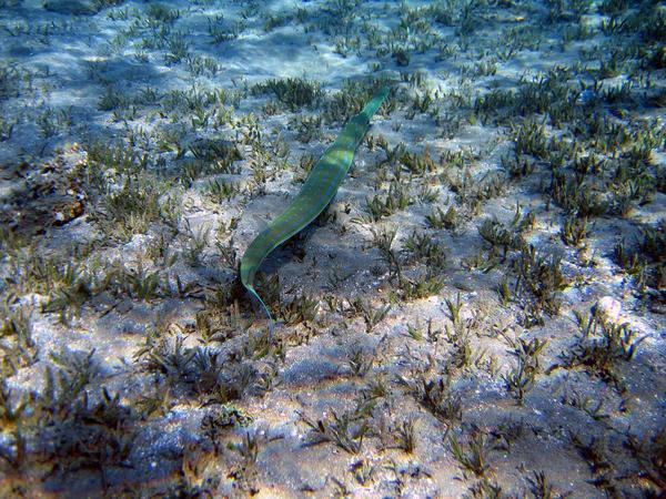 Pipefish - Bluespotted Cornetfish