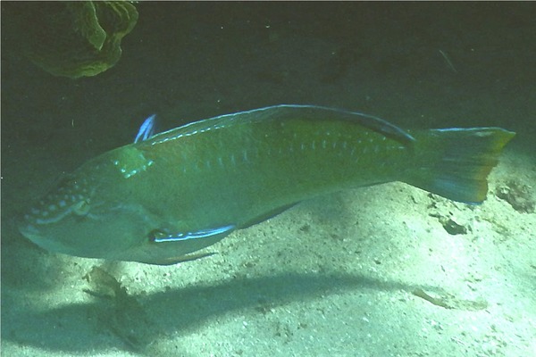 Wrasse - Puddingwife