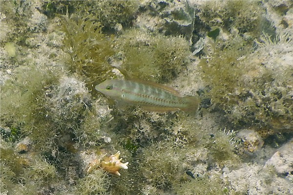 Wrasse - Slippery Dick Wrasse - Slippery Dick