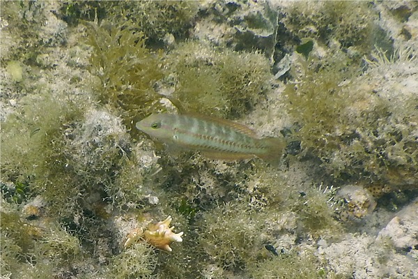 Wrasse - Slippery Dick