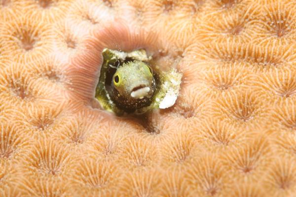 Blennies - Spinyhead Blenny