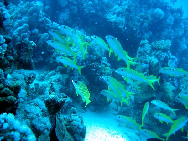 Goatfish - Yellowfin Goatfish