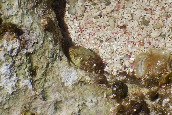 Limpets - Punctate Keyhole Limpet Limpets - Punctate Keyhole Limpet