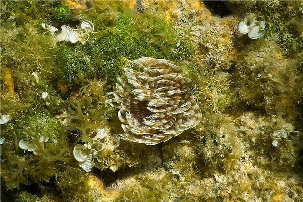 Featherduster Worms - Magnificent Feather Duster