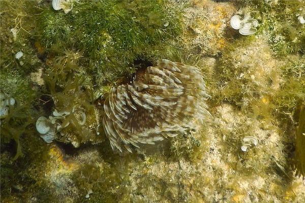 Featherduster Worms - Magnificent Feather Duster