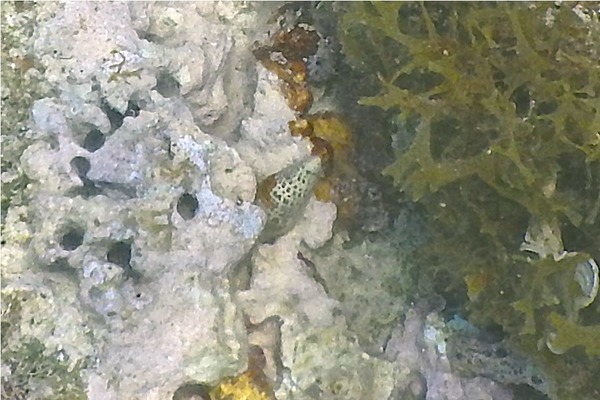 Sea Snails - Stocky Cerith