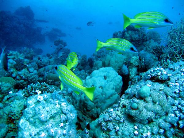 Snappers - Bluelined Snapper