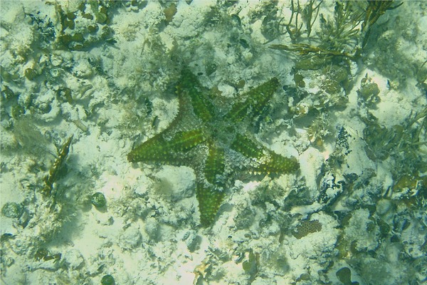 Starfish - Cushion Sea Star