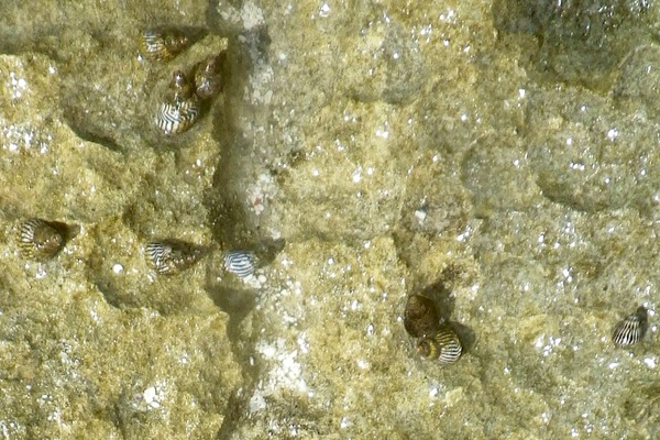 Sea Snails - Bahamas Periwinkle Sea Snails - Bahamas Periwinkle