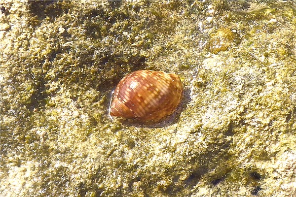Sea Snails - Channeled Turban Sea Snails - Channeled Turban