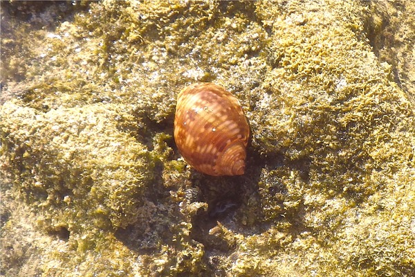 Sea Snails - Channeled Turban Sea Snails - Channeled Turban