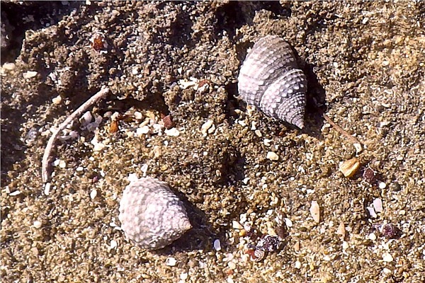 Sea Snails - Chestnut Turbo Snail