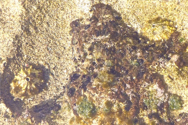 Limpets - Knobbed Keyhole Limpet Limpets - Knobbed Keyhole Limpet
