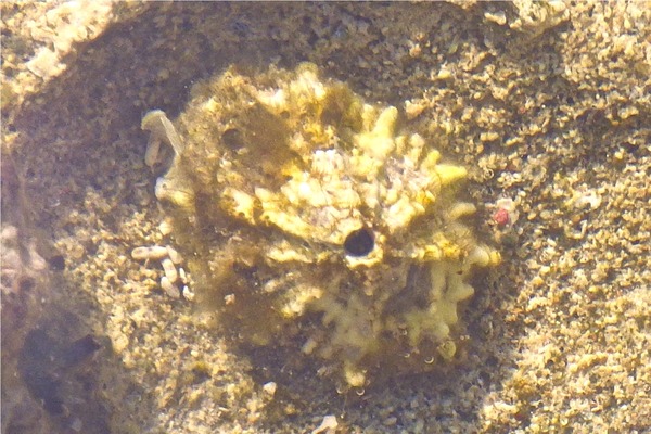 Limpets - Knobbed Keyhole Limpet Limpets - Knobbed Keyhole Limpet