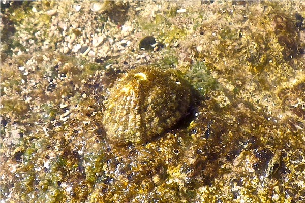 Limpets - Fluviana Keyhole Limpet Limpets - Fluviana Keyhole Limpet