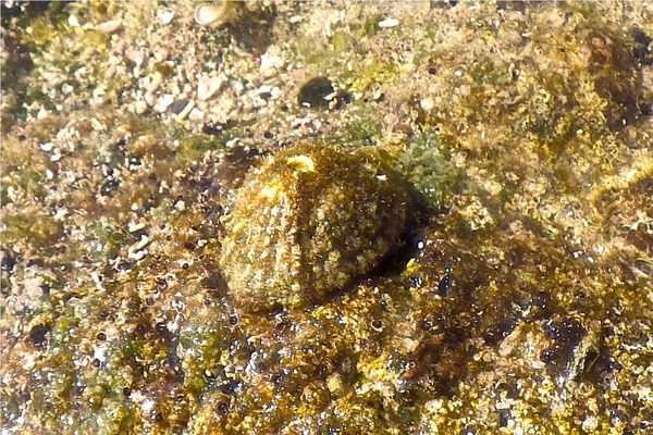 Limpets - Fluviana Keyhole Limpet