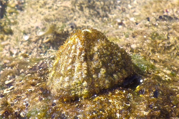 Limpets - Fluviana Keyhole Limpet Limpets - Fluviana Keyhole Limpet