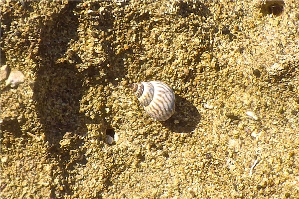 Sea Snails - Zebra Periwinkle