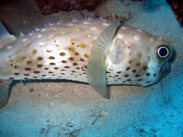 Porcupinefish - Spotbase Burrfish