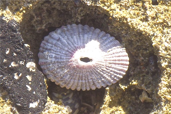 Sea Snails - Serae Limpet