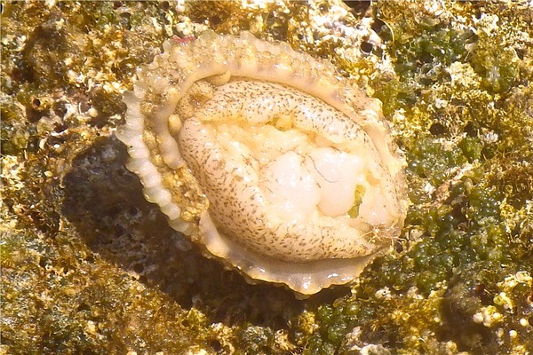 Limpets - Lister's Keyhole Limpet Limpets - Lister's Keyhole Limpet