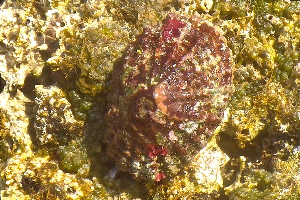 Limpets - Lister's Keyhole Limpet Limpets - Lister's Keyhole Limpet