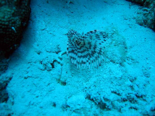 Tube Worms - Indian tubeworm