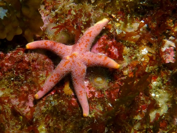 Asteroidea - Bloody Henry Starfish