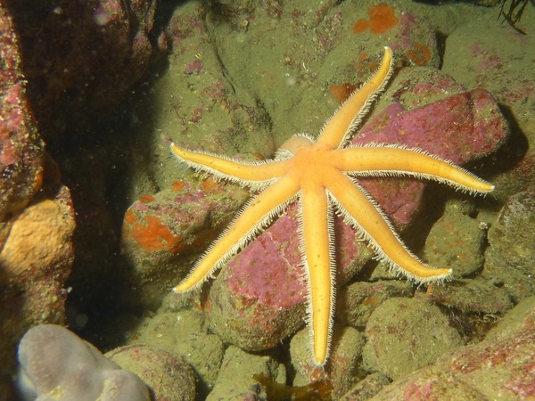 Asteroidea - Seven Armed Starfish