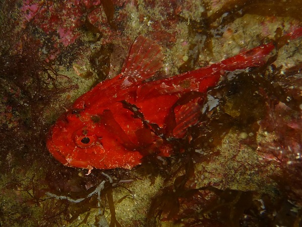 Scorpionfish - Longspined bullhead