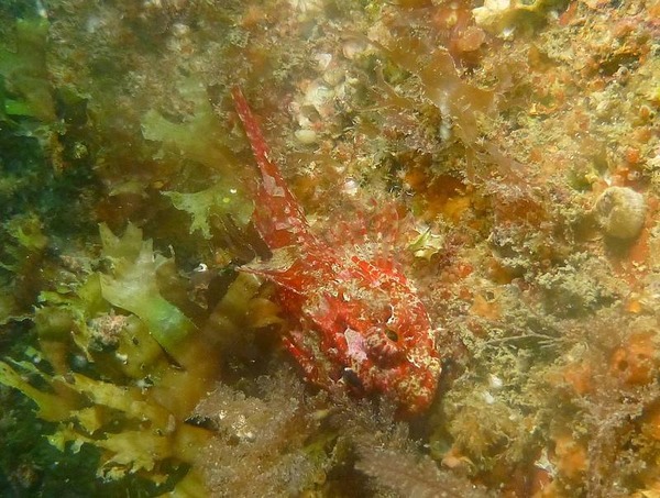 Scorpionfish - Longspined bullhead
