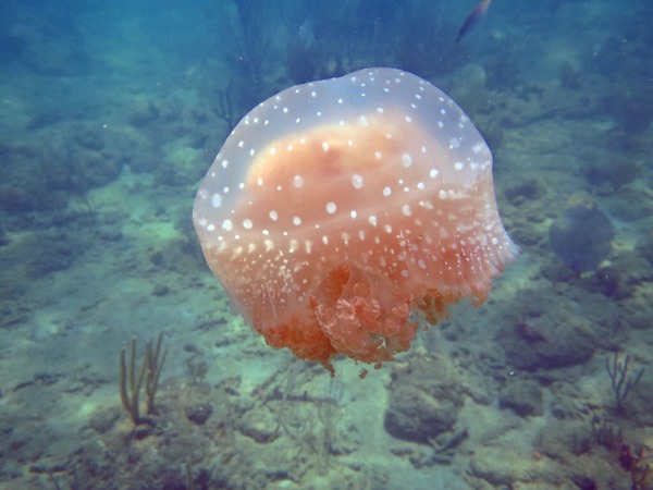 Jellyfish - White spotted jellyfish