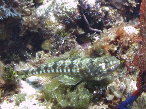 Lizardfish - Sand Diver