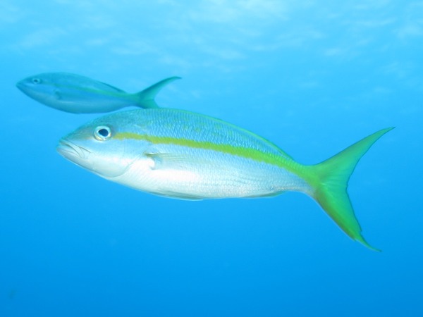 Snappers - Yellowtail Snapper