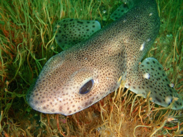 Sharks - Small-spotted catshark