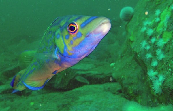 Wrasse - Cuckoo Wrasse