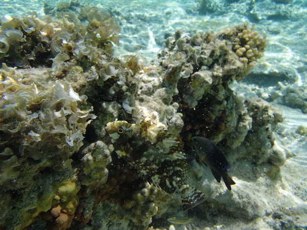 Rabbitfish - Dusky Spinefoot